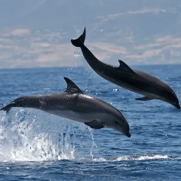 Sortie en mer à la rencontre avec les Dauphins à Sète — balade en bateau à Sète