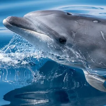 Sortie en Mer à la rencontre des Dauphins à Arzon — balade en bateau à Locmariaquer