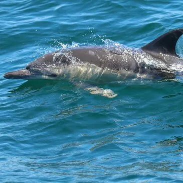 Sortie en Mer à la rencontre des Dauphins à Lorient — balade en bateau à Lorient