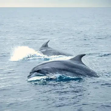 Sortie en Mer à la rencontre des Dauphins à Port Leucate — balade en bateau à Leucate