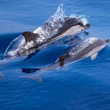 Sortie en Mer à la rencontre des Dauphins à Villefranche-sur-Mer — balade en bateau à Villefranche-sur-Mer