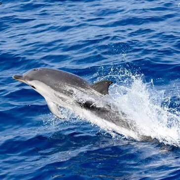 Sortie en Mer à la rencontre des Dauphins et Baleines à Bandol — balade en bateau à Bandol