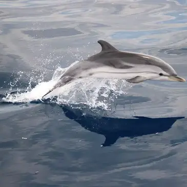 Sortie en Mer à la rencontre des Dauphins et Baleines à Saint-Cyr-sur-Mer — balade en bateau à Saint-Cyr-sur-Mer