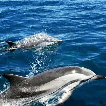 Sortie en Mer en Catamaran à la rencontre des Dauphins à Hendaye — balade en bateau à Hendaye