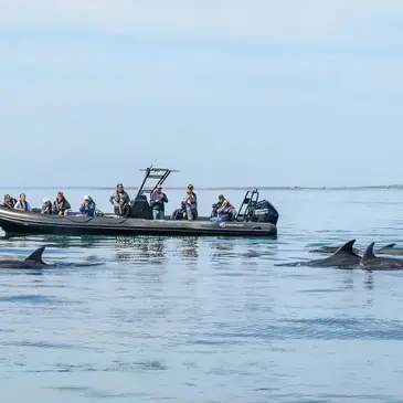 Sortie en Mer avec observation de Dauphins et Phoques à Camaret-sur-Mer — balade en bateau à Camaret-sur-Mer